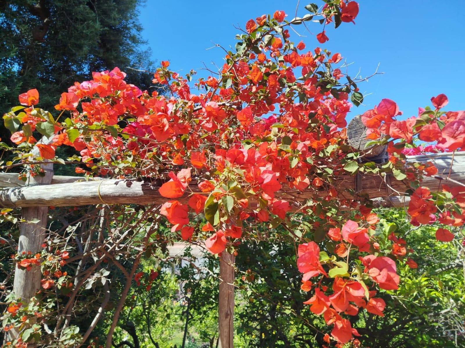 Un Paradiso A Sorrento Con Piscina 马萨鲁布朗斯 外观 照片
